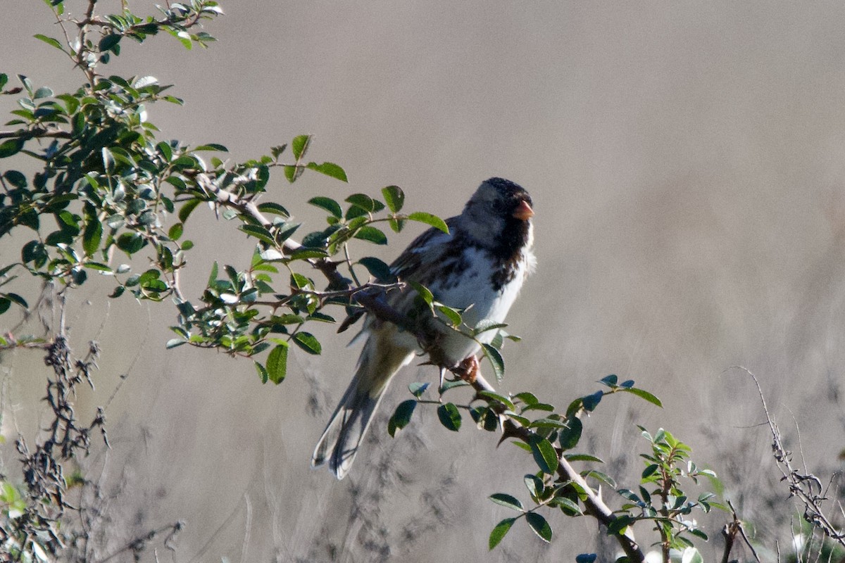 Harris's Sparrow - ML628736008