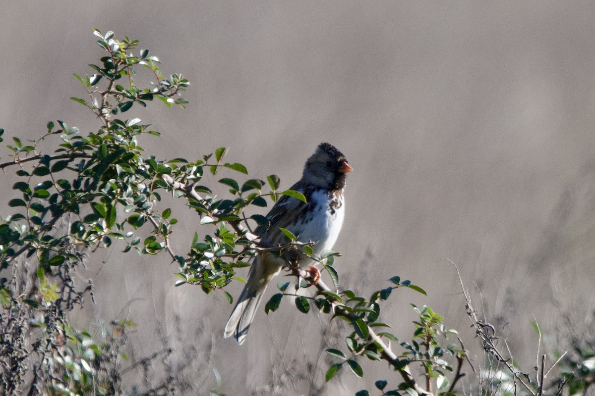 Harris's Sparrow - ML628736009