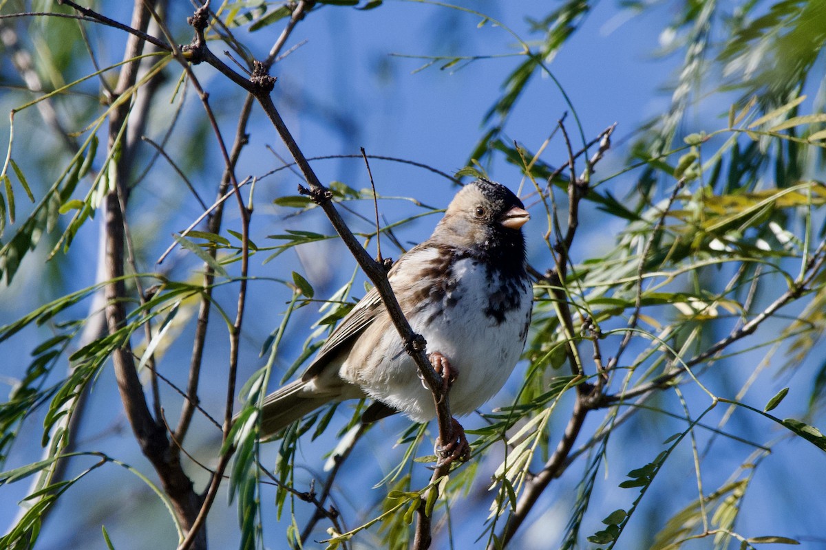 Harris's Sparrow - ML628736010