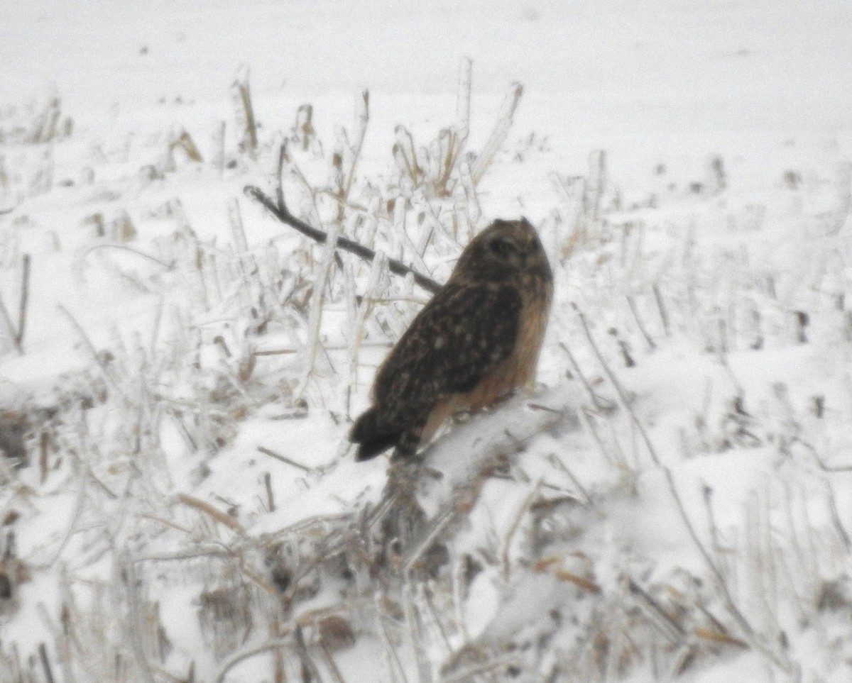 Short-eared Owl - ML628736011