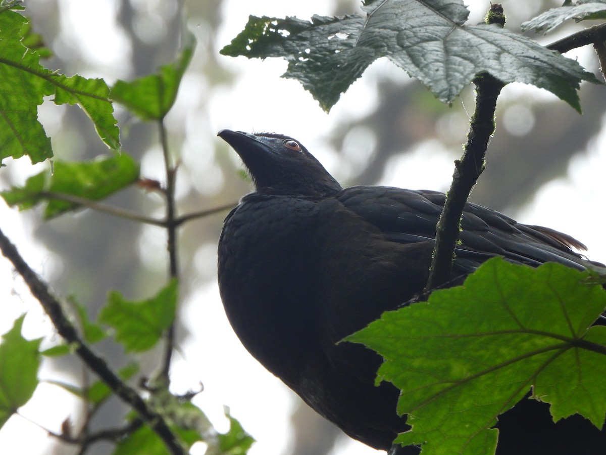 Black Guan - ML628736013