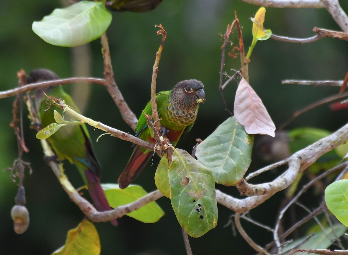 Bonaparte's Parakeet - ML628736125