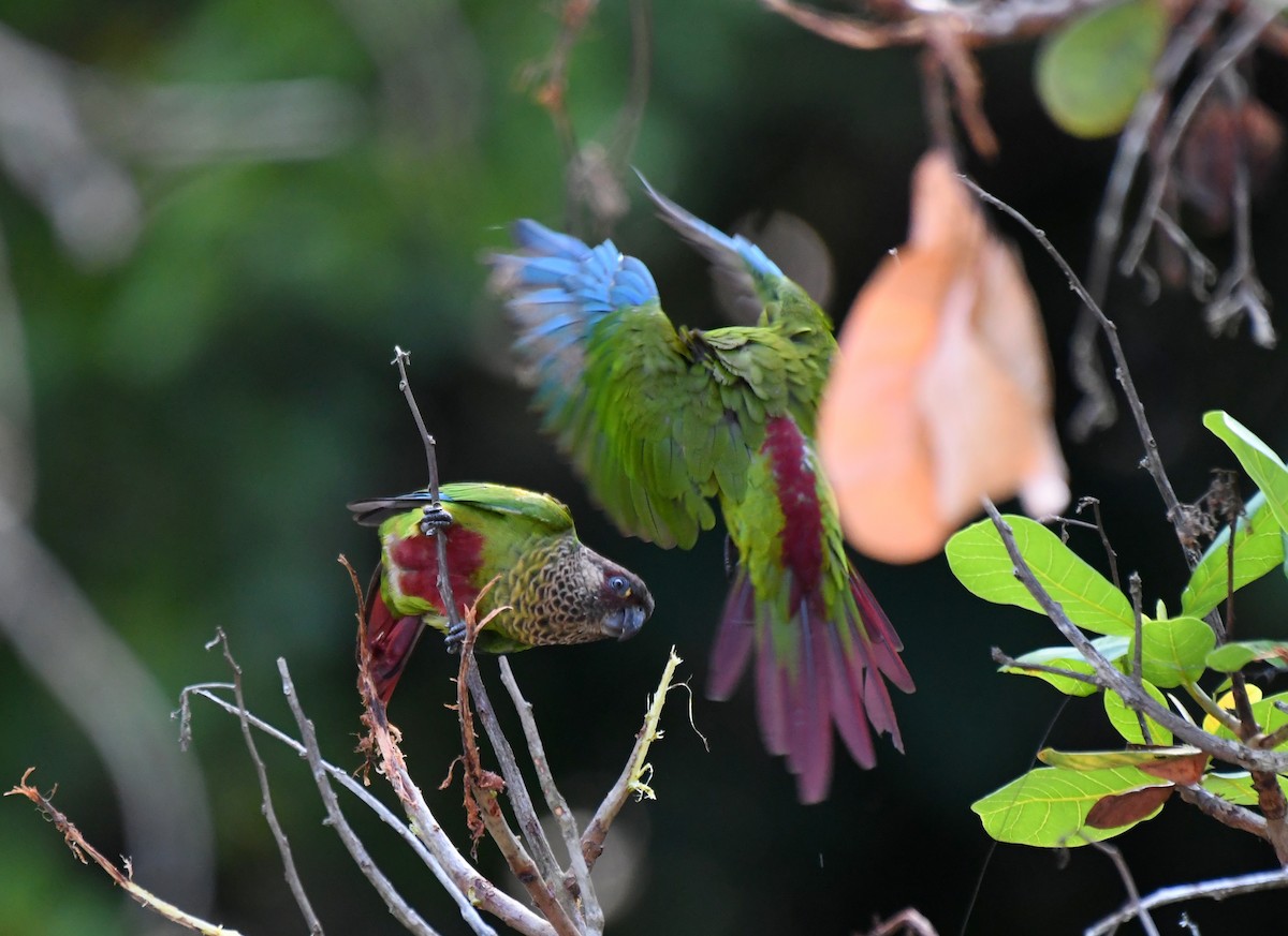 Bonaparte's Parakeet - ML628736127