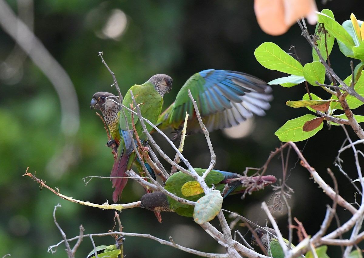 Bonaparte's Parakeet - ML628736129