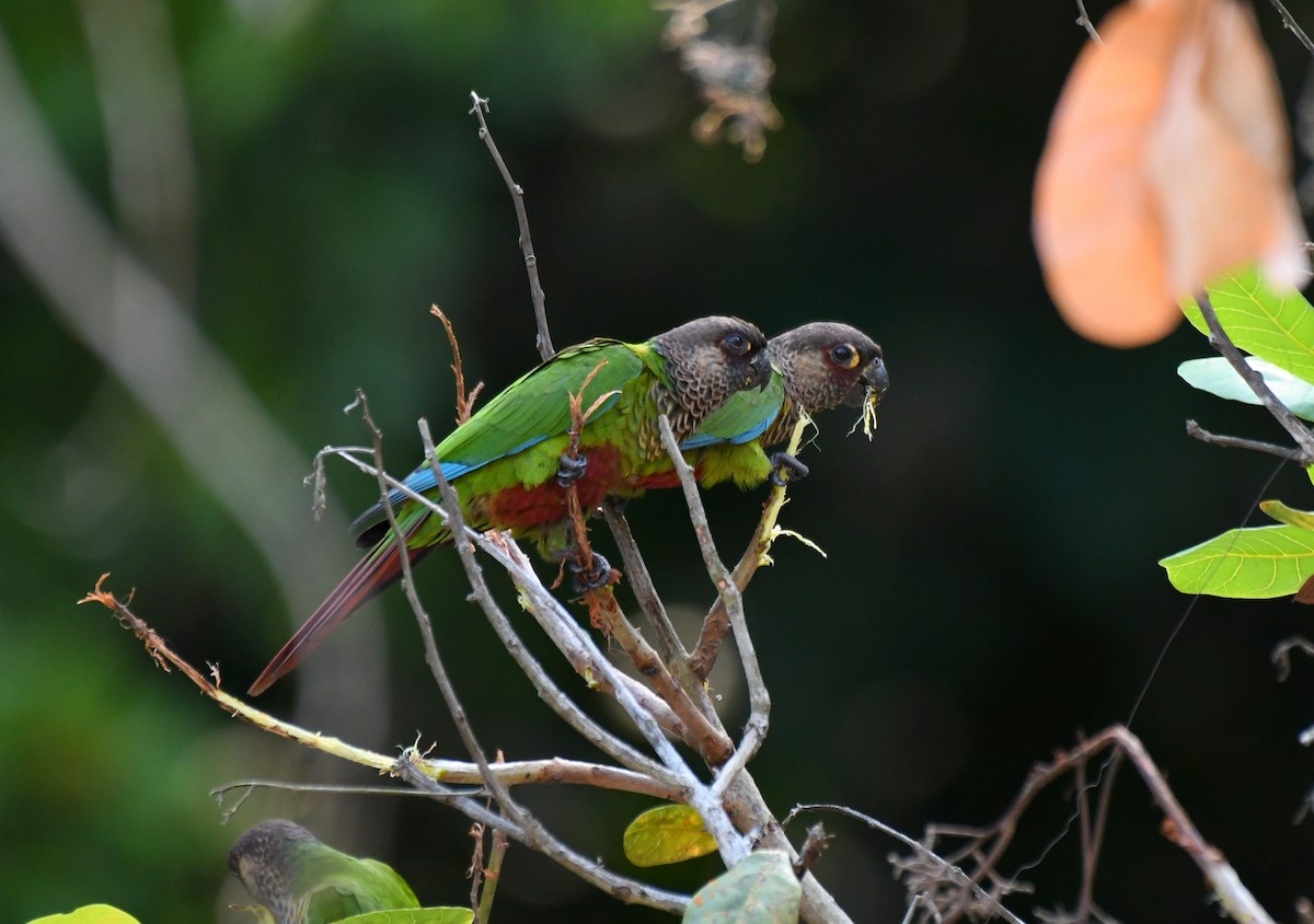 Bonaparte's Parakeet - ML628736130