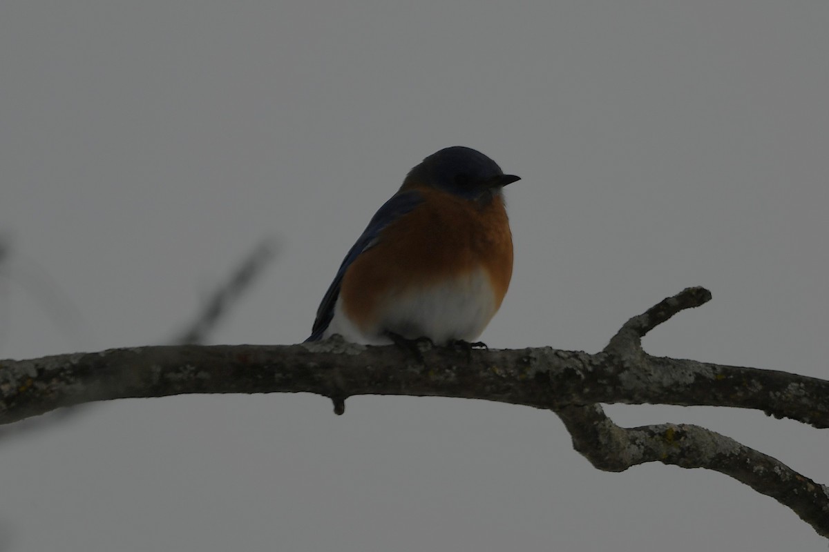 Eastern Bluebird - ML628736162