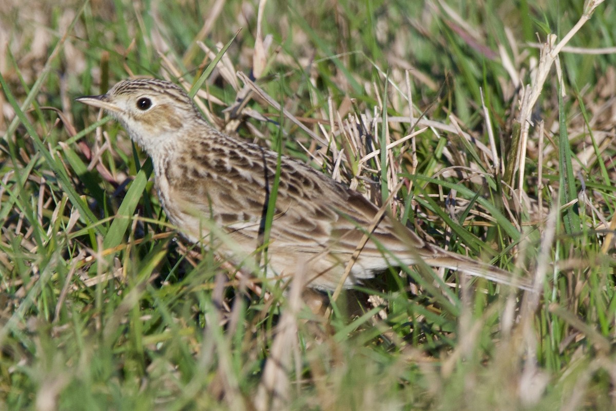 Sprague's Pipit - ML628736477