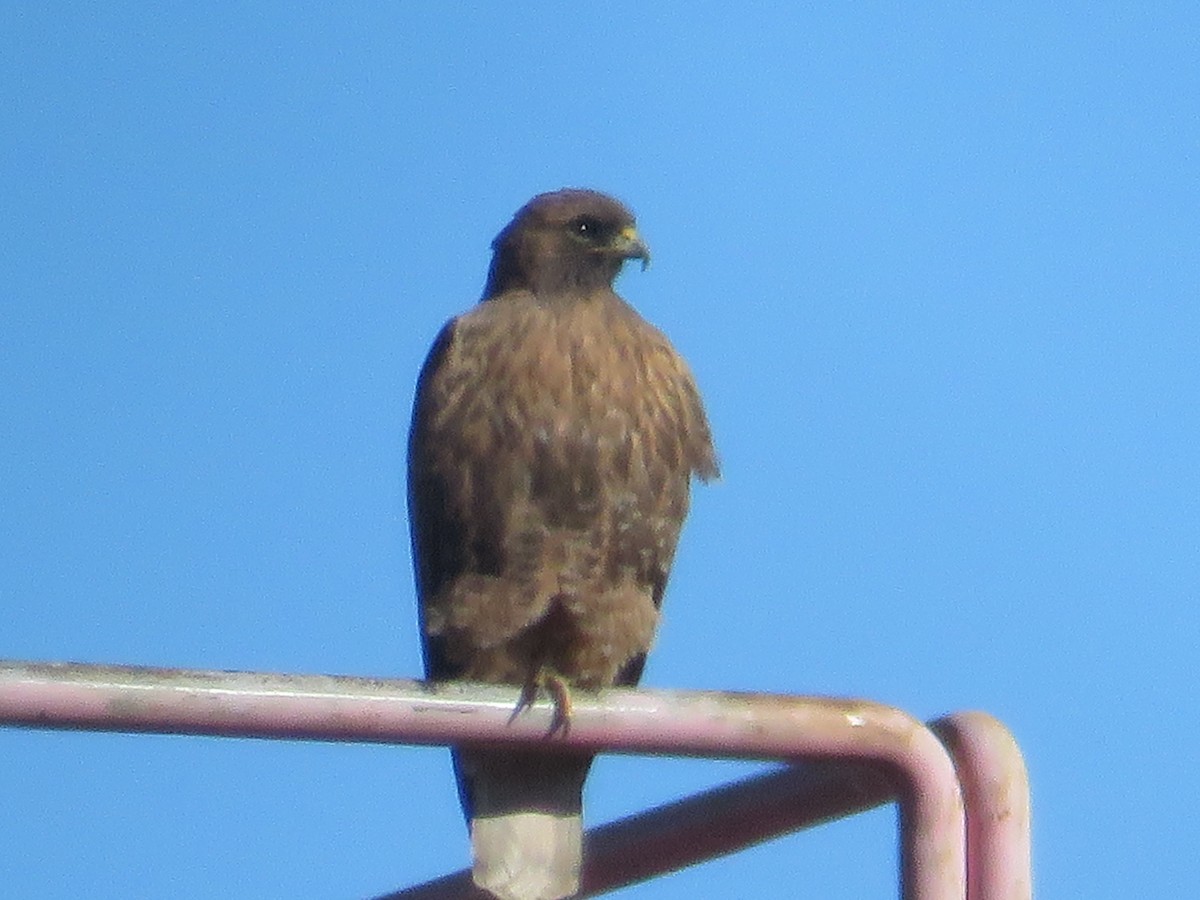 Red-tailed Hawk - ML628736482