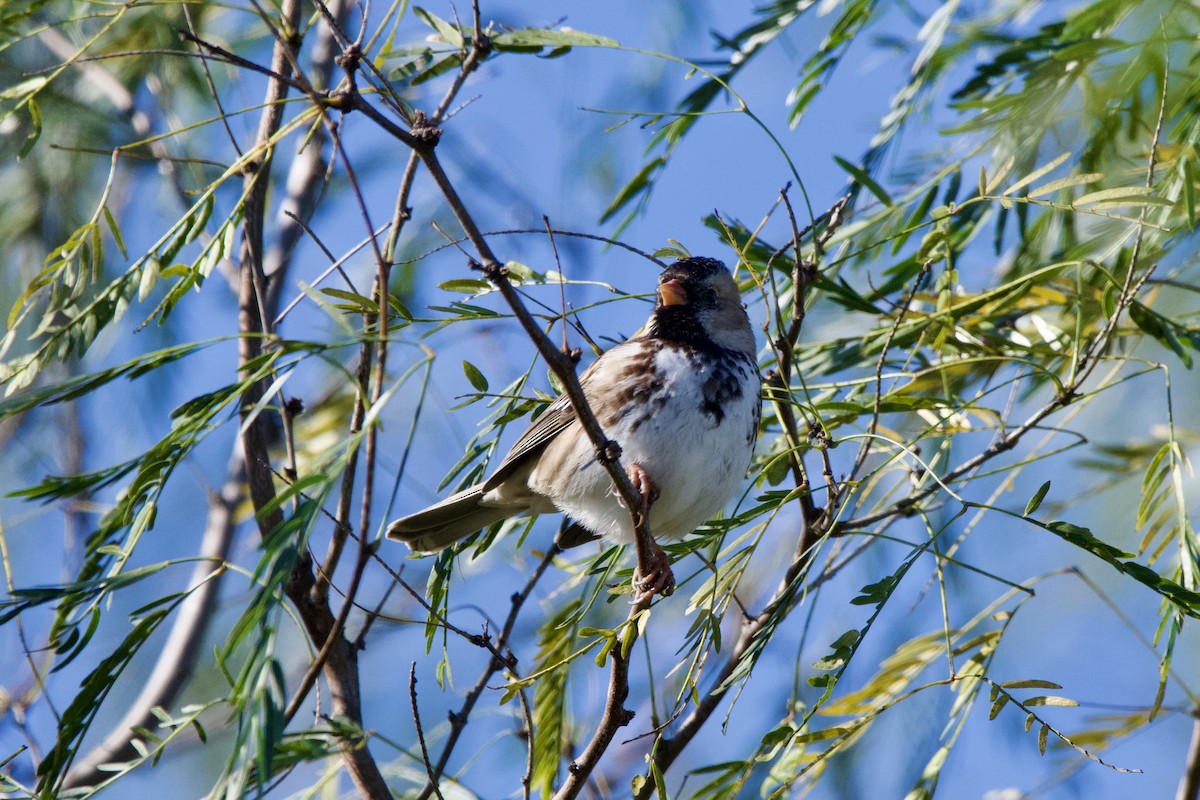 Harris's Sparrow - ML628736574