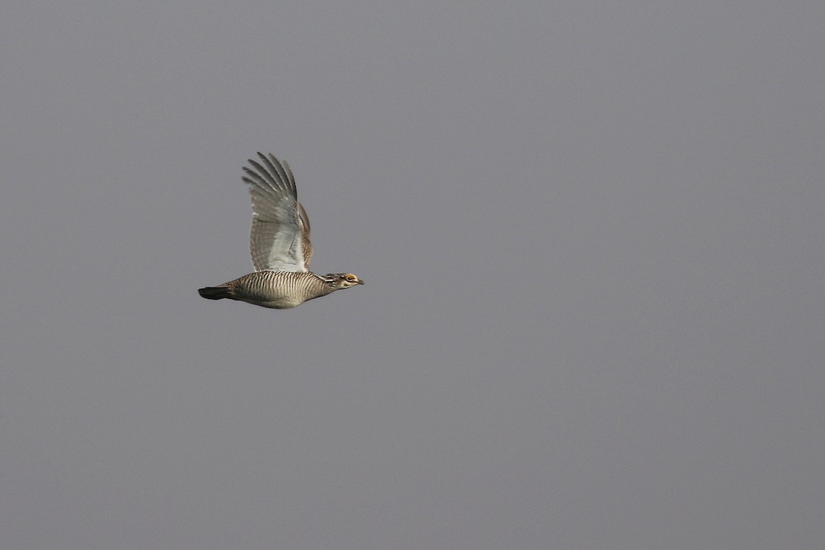Lesser Prairie-Chicken - ML628736640