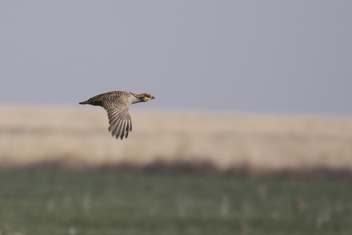 Lesser Prairie-Chicken - ML628736641