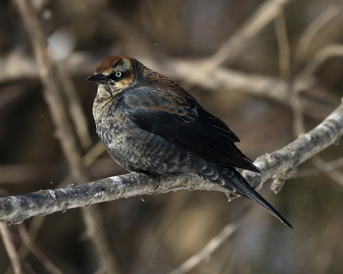 Rusty Blackbird - ML628736642