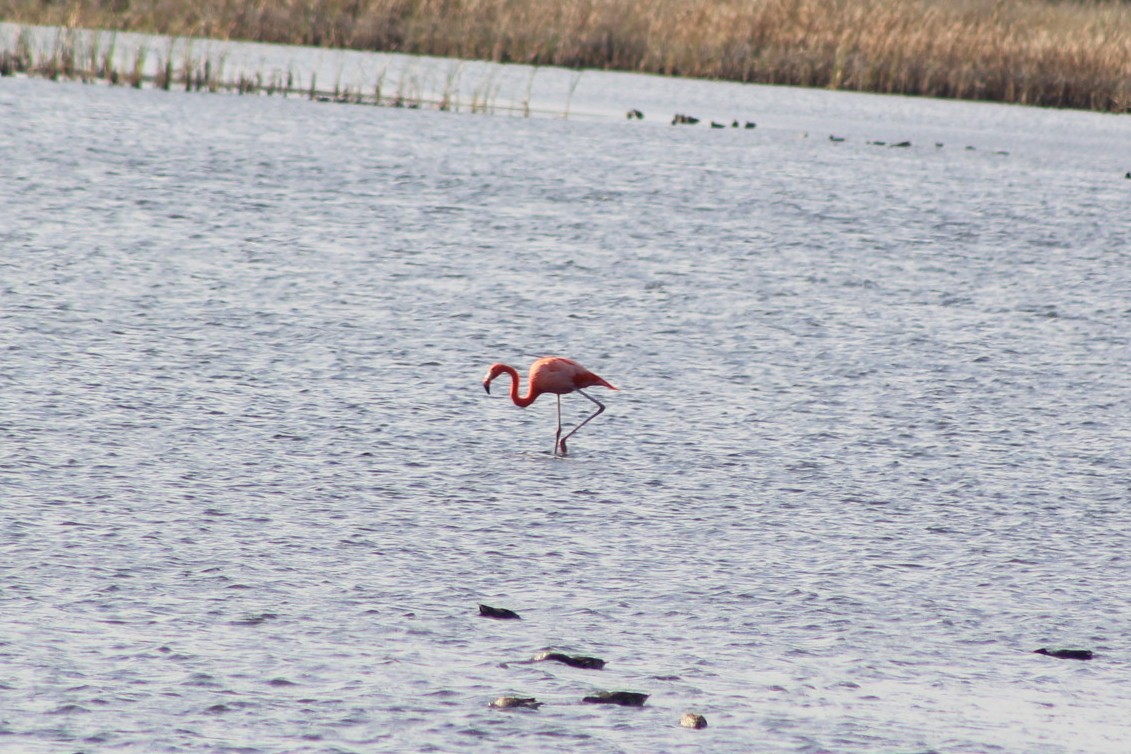 American Flamingo - ML628736778