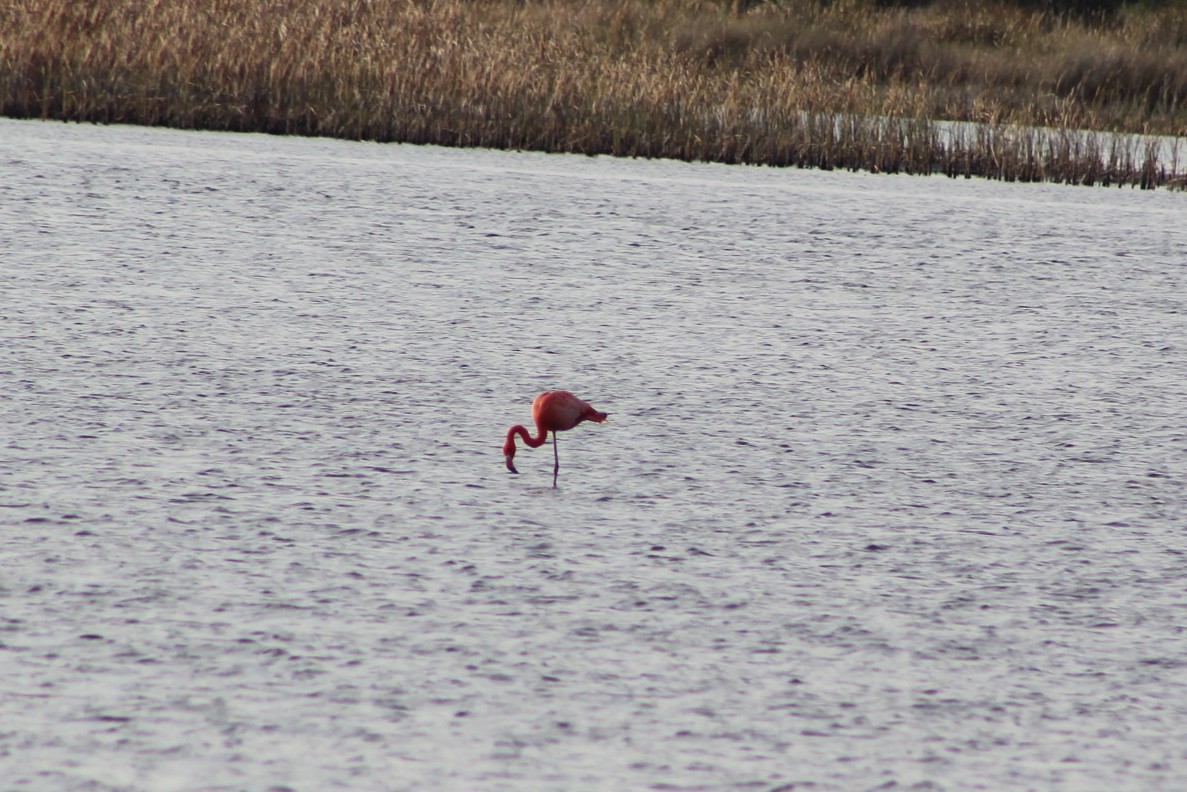 American Flamingo - ML628736779