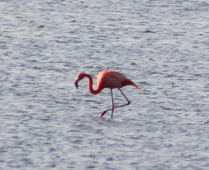 American Flamingo - ML628736780