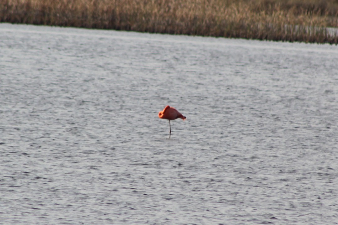 American Flamingo - ML628736782