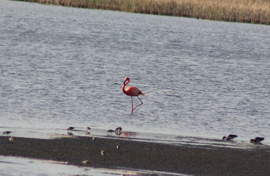 American Flamingo - ML628736783