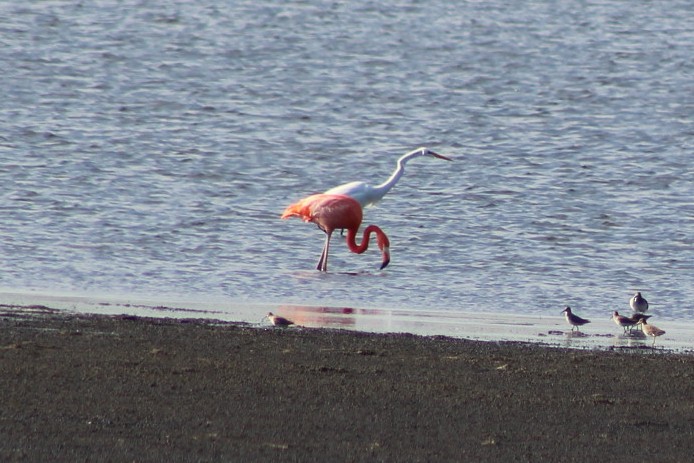 American Flamingo - ML628736785