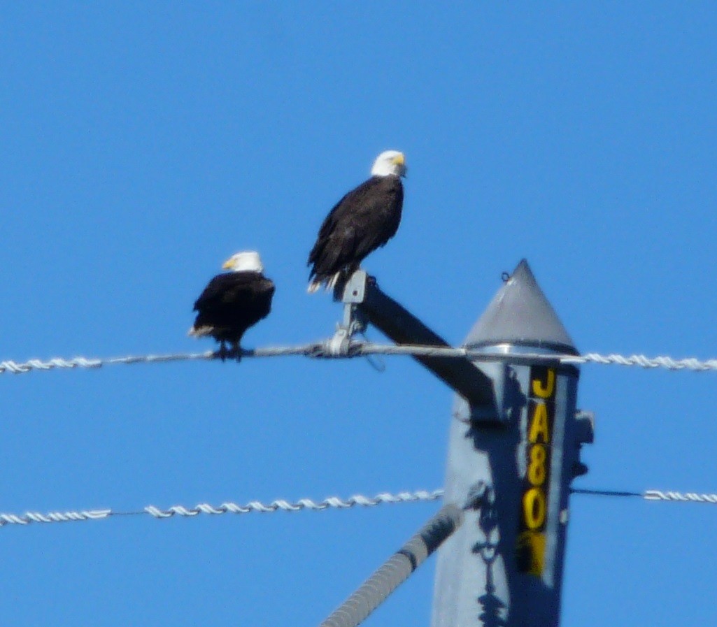 Bald Eagle - ML628736917