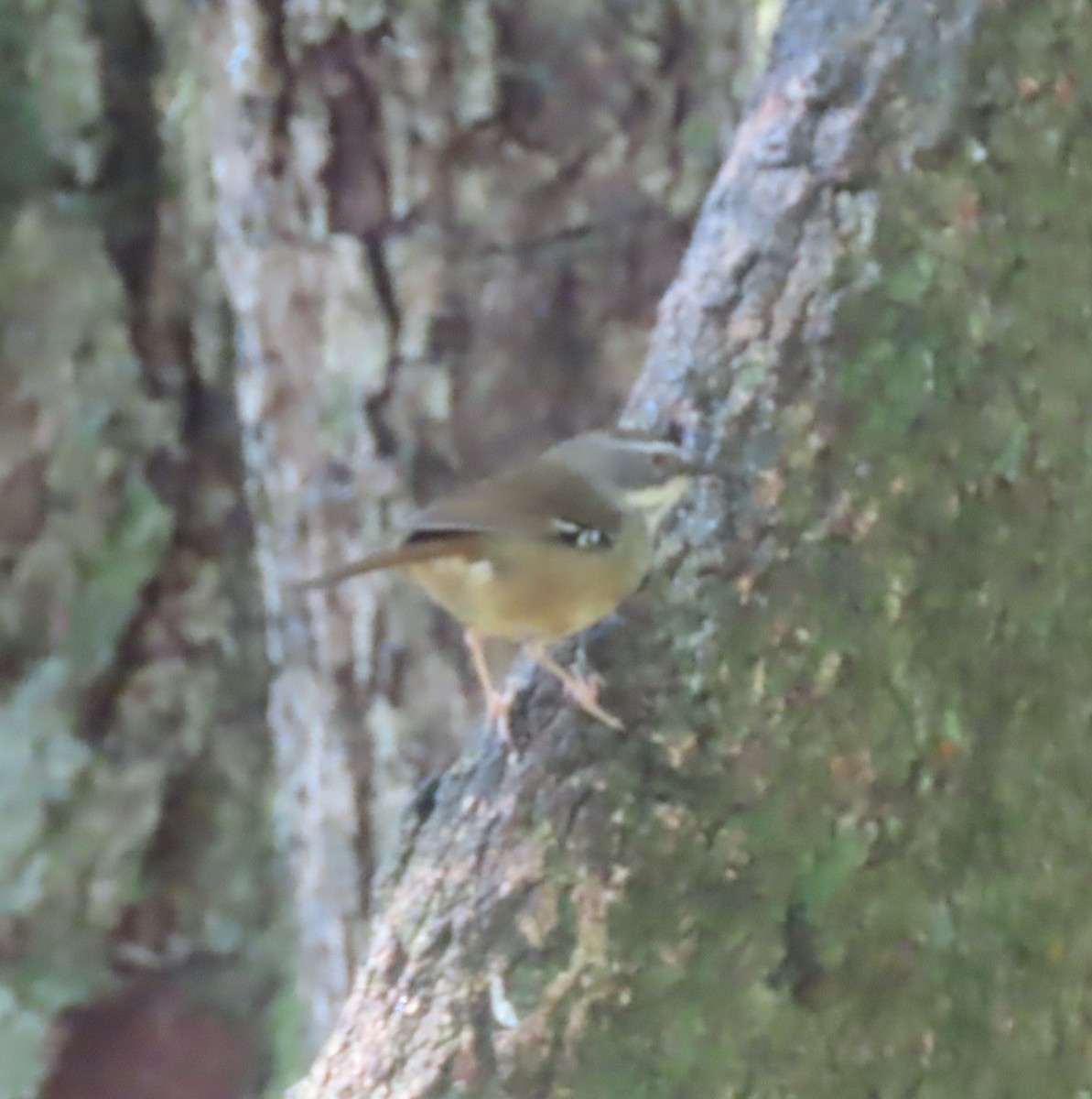 White-browed Scrubwren (Buff-breasted) - ML628737122