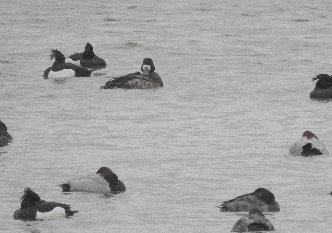 Greater Scaup - ML628737134
