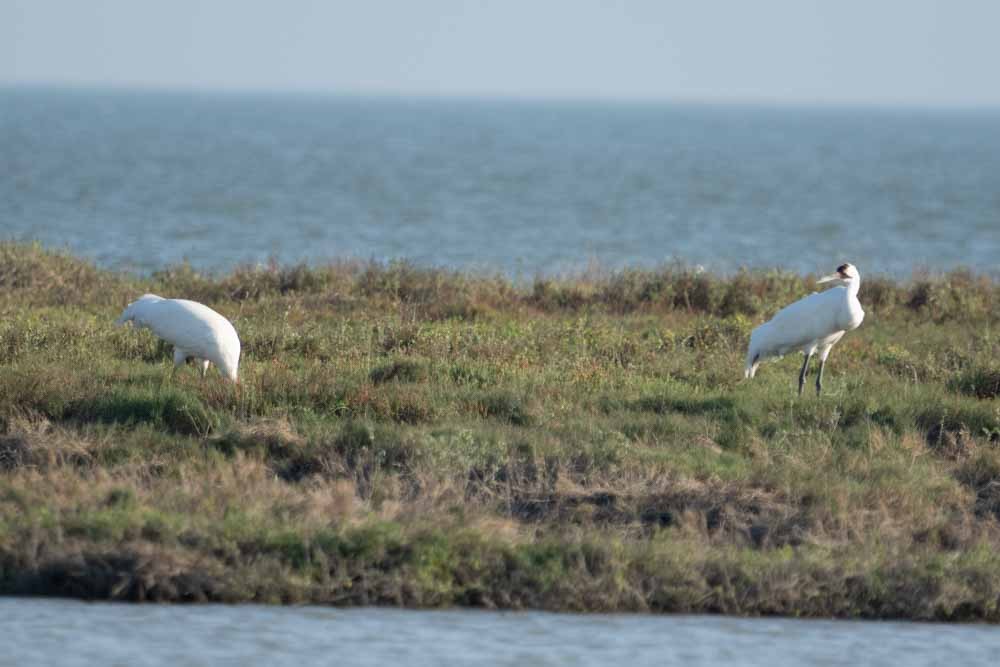 Whooping Crane - ML628737137