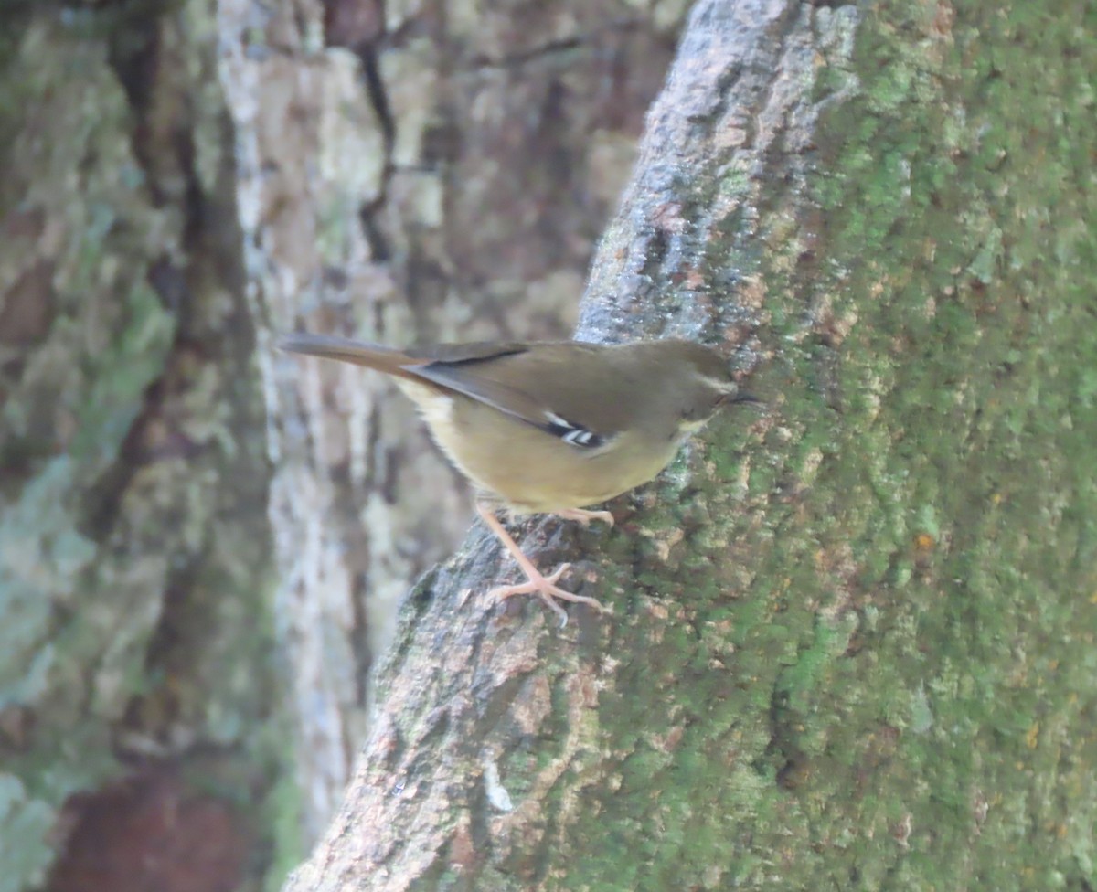 White-browed Scrubwren (Buff-breasted) - ML628737186