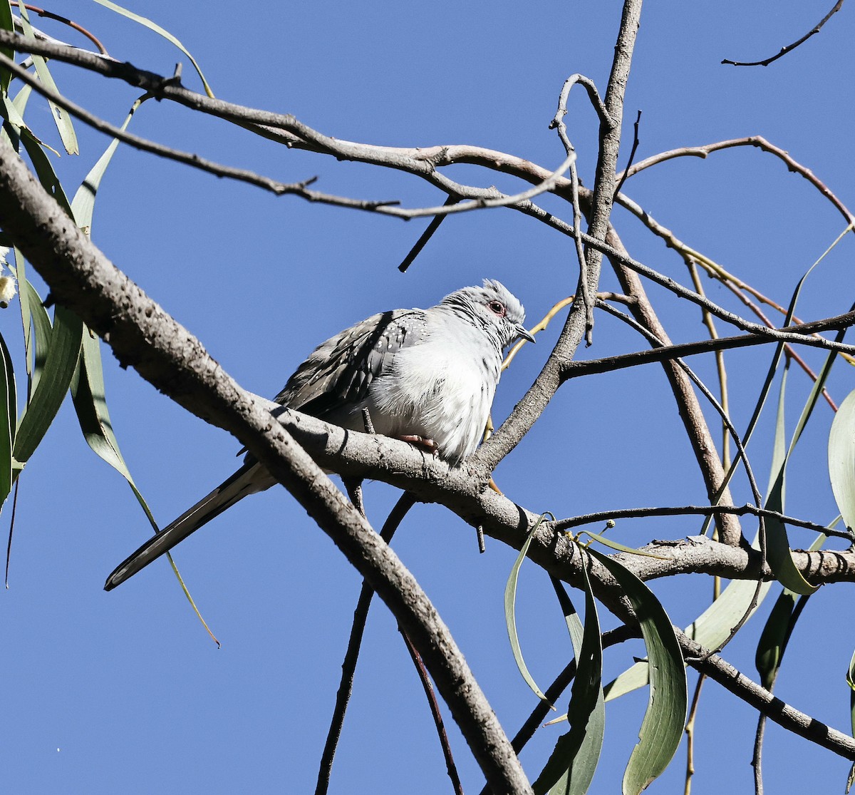 Diamond Dove - ML628737313