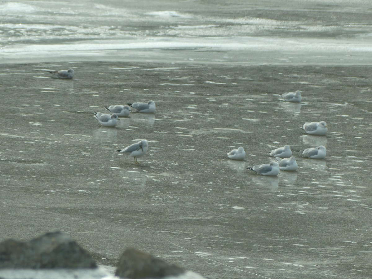 Ring-billed Gull - ML628737535