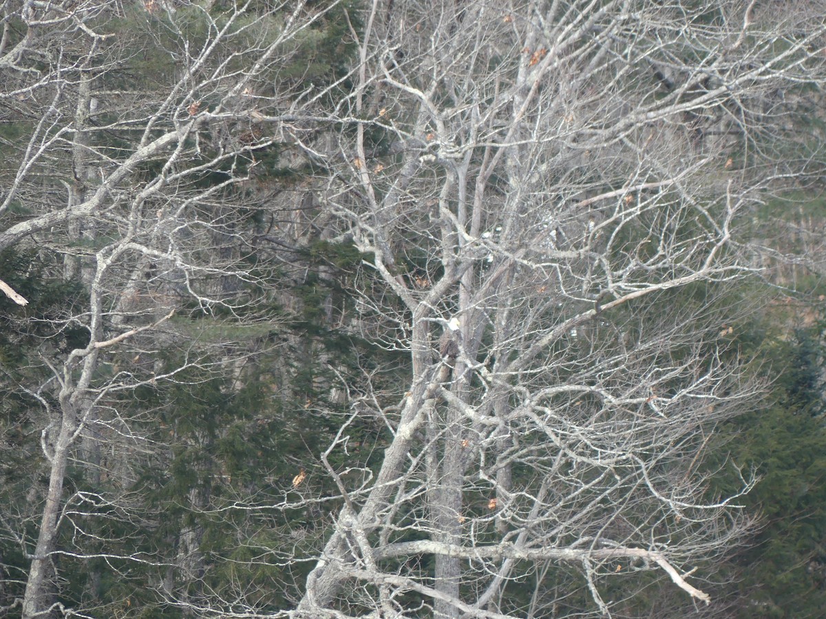 Bald Eagle - ML628737569