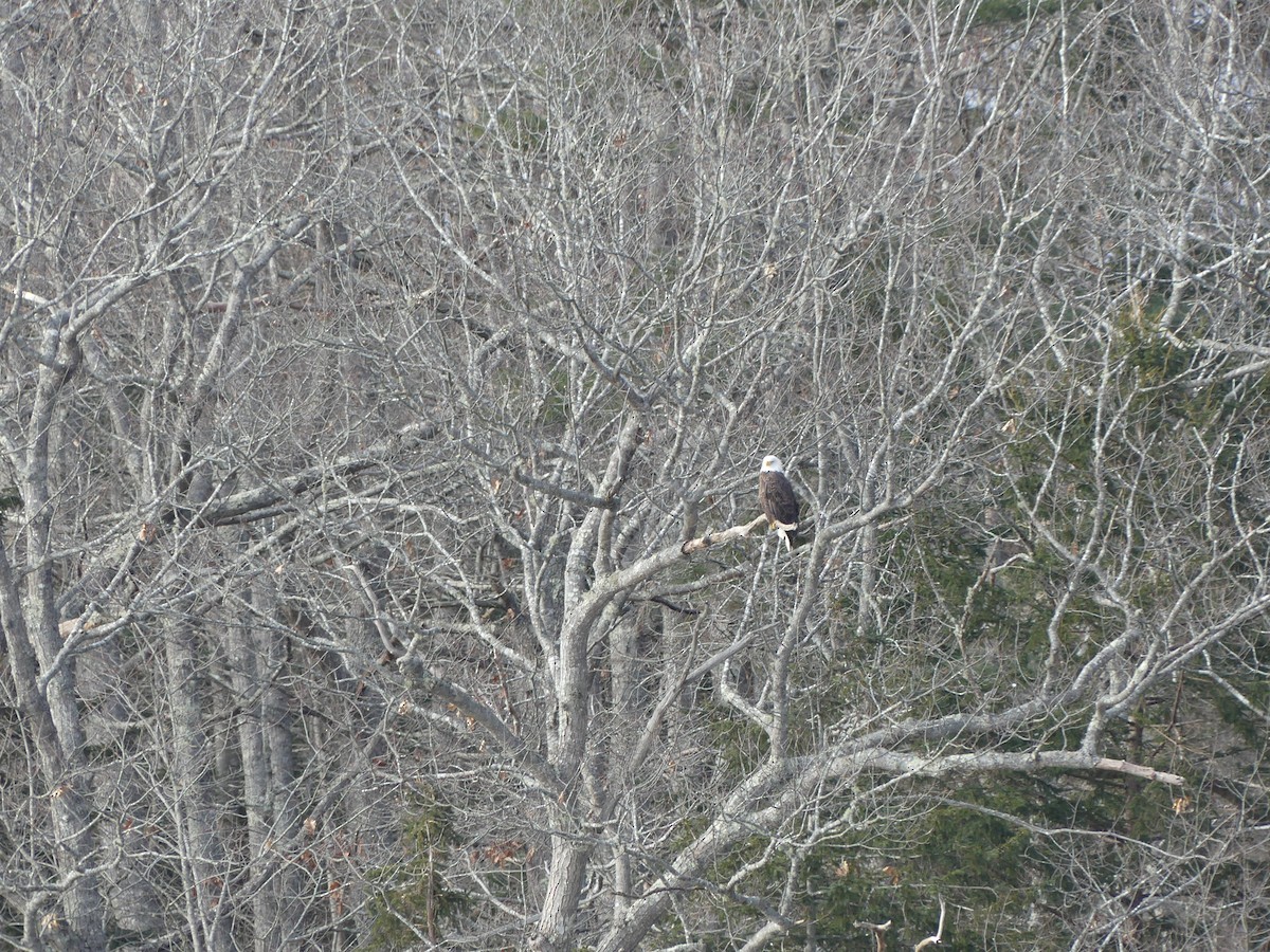 Bald Eagle - ML628737575