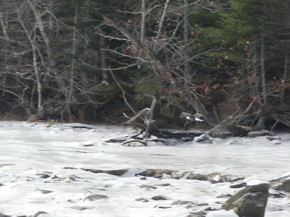 Bald Eagle - ML628737578