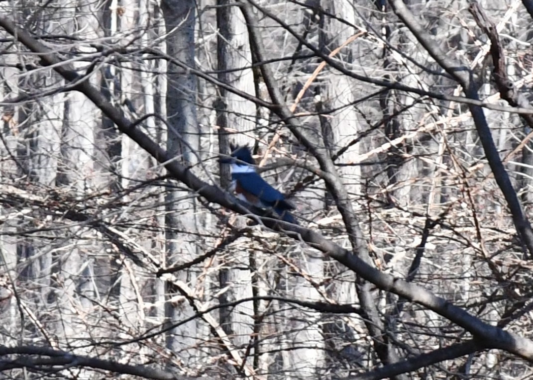 Belted Kingfisher - ML628737594