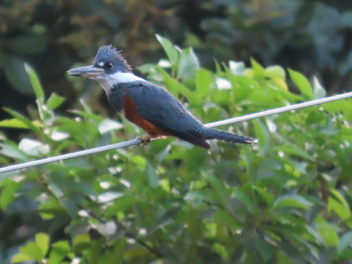 Ringed Kingfisher - ML628737689