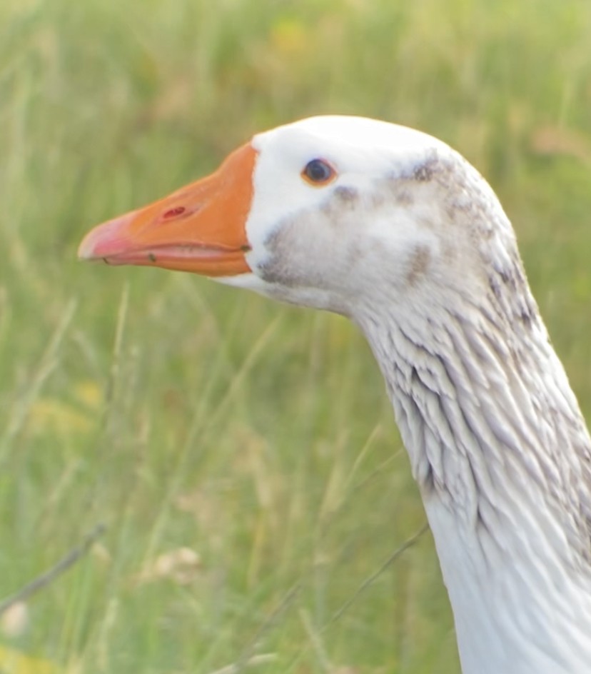 Domestic goose sp. (Domestic type) - ML628737899