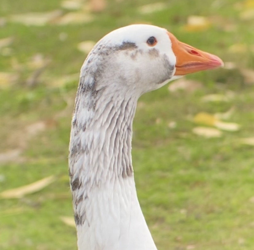 Domestic goose sp. (Domestic type) - ML628737900