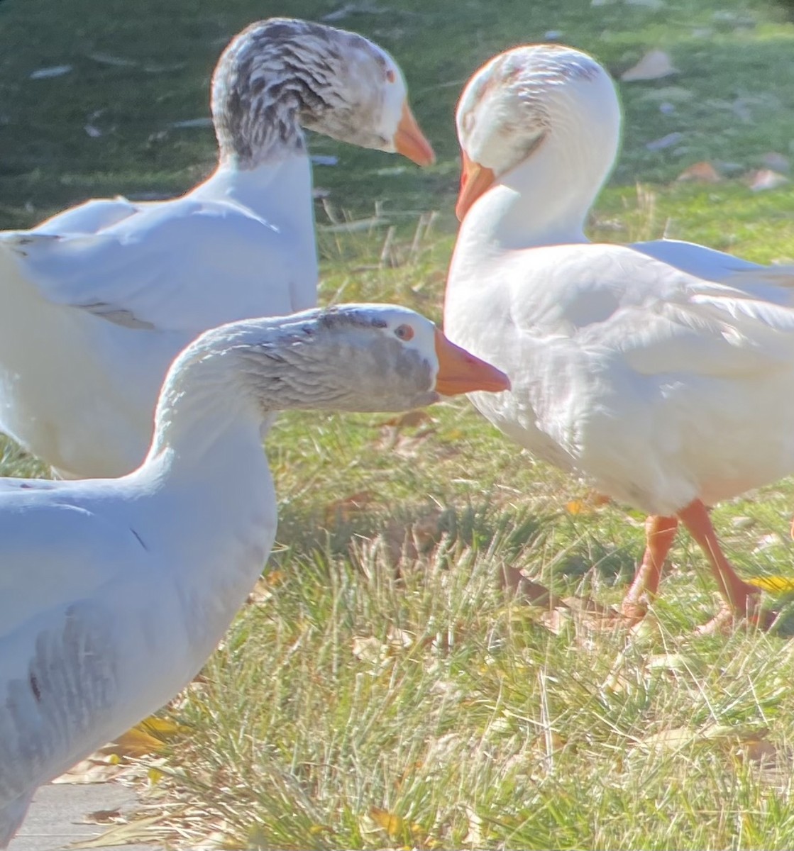 Domestic goose sp. (Domestic type) - ML628737901