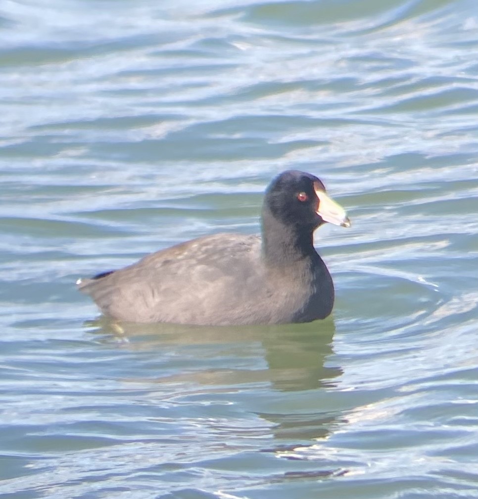 American Coot - ML628737916