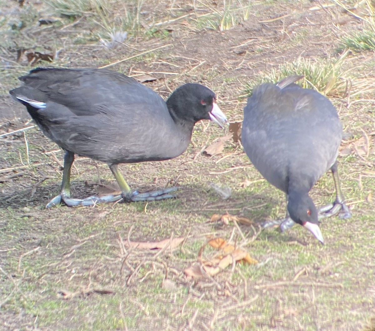 American Coot - ML628737917