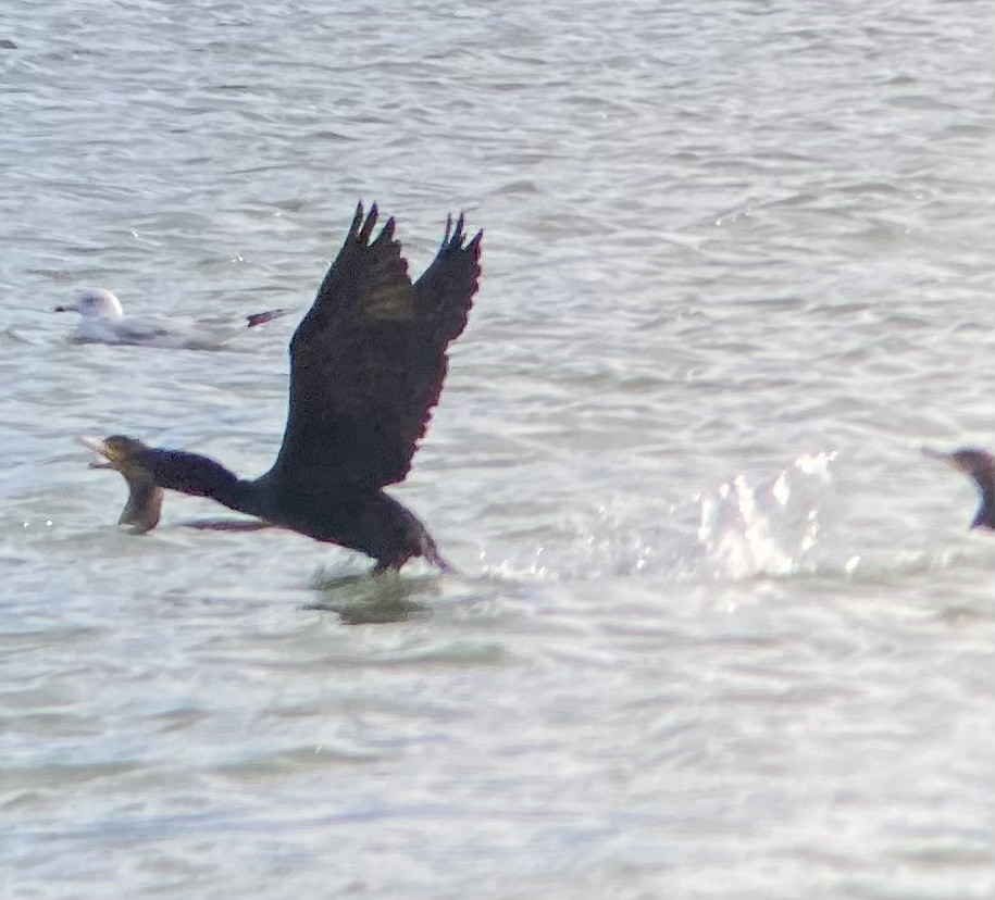 Double-crested Cormorant - ML628737941