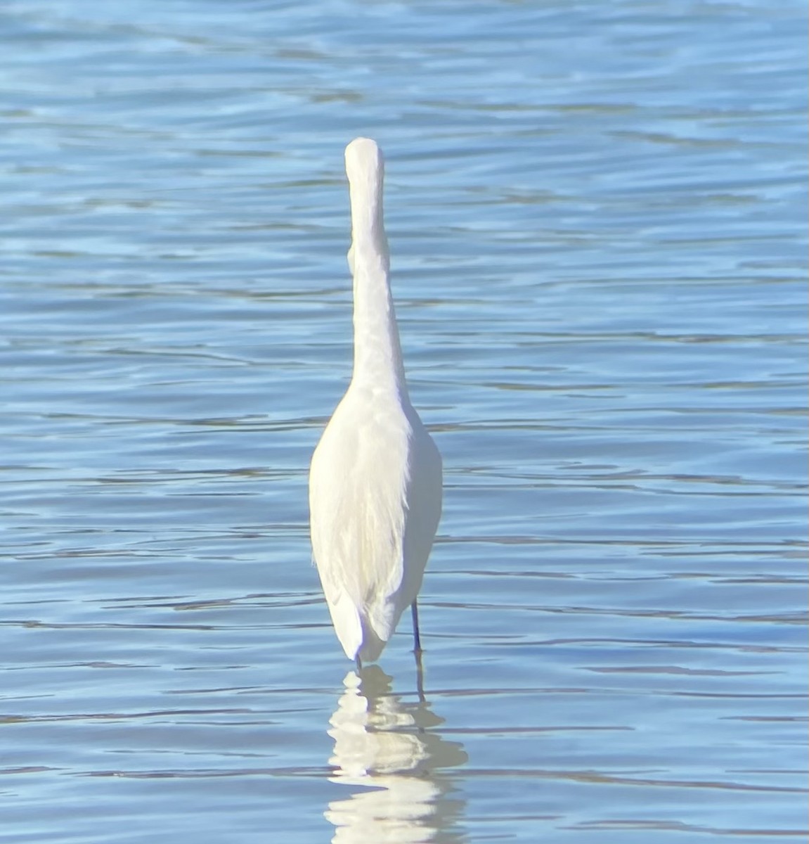 Snowy Egret - ML628737966