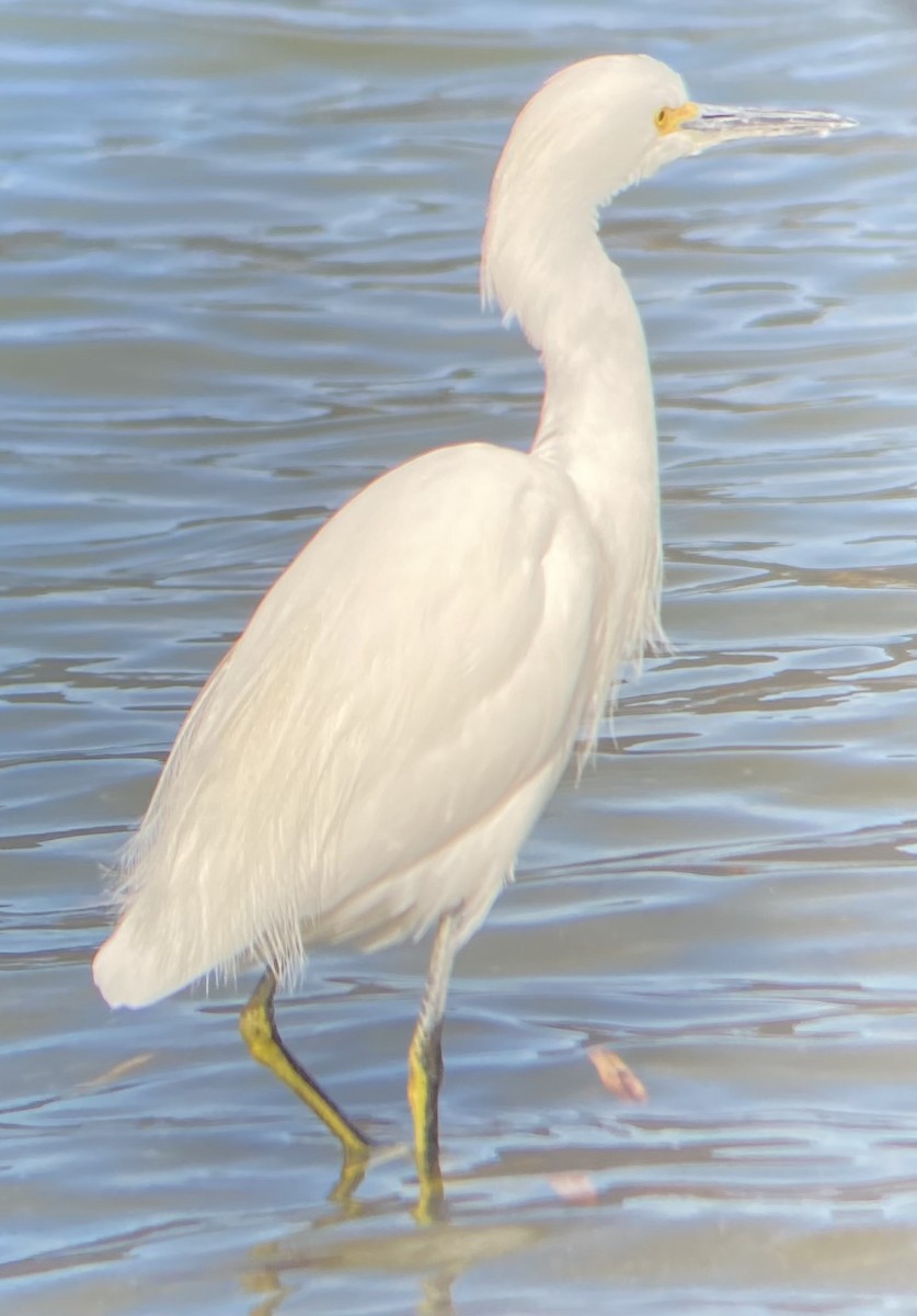 Snowy Egret - ML628737967