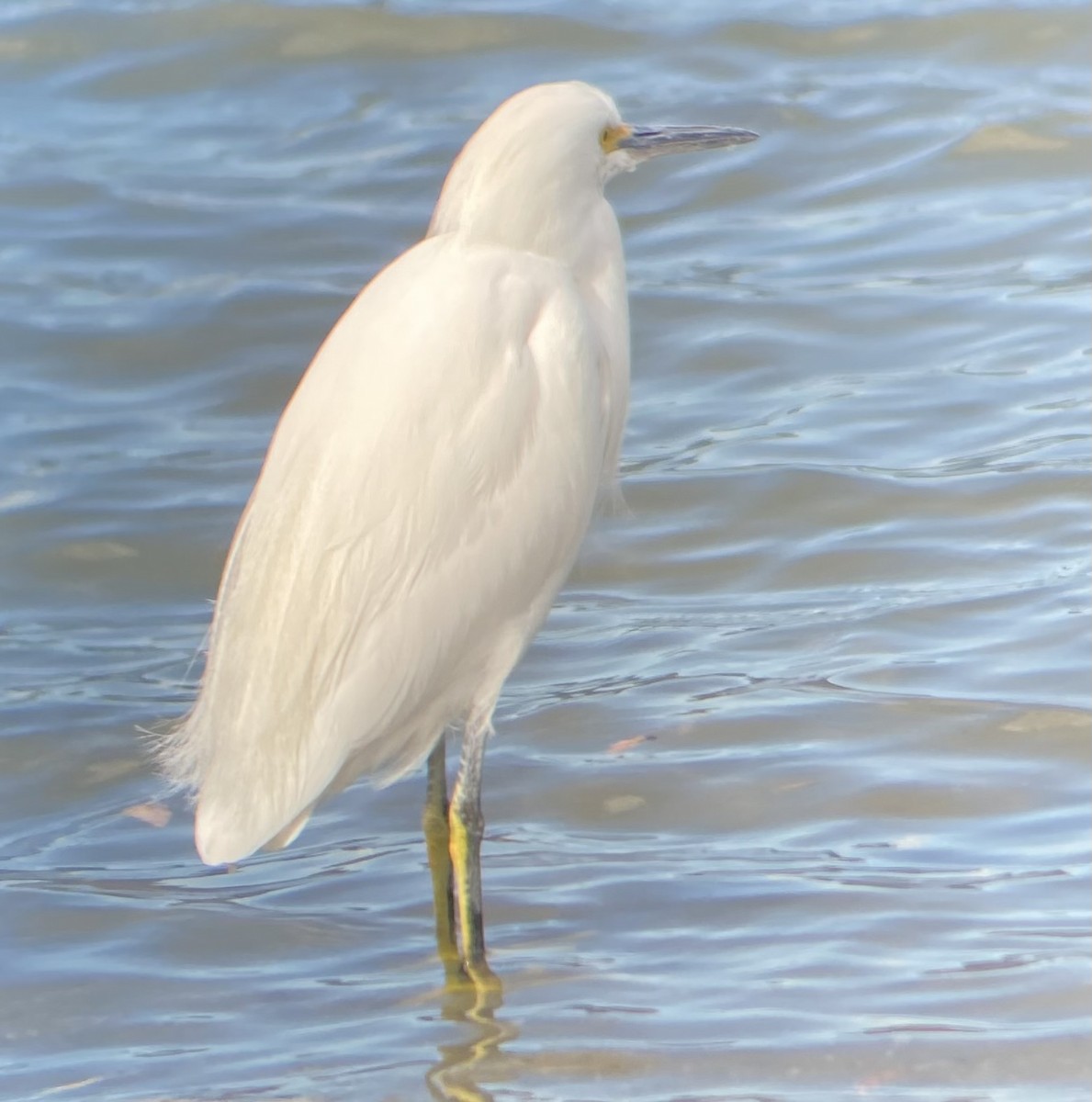 Snowy Egret - ML628737968