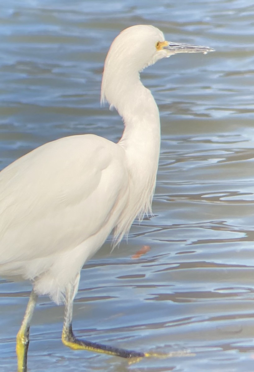 Snowy Egret - ML628737969