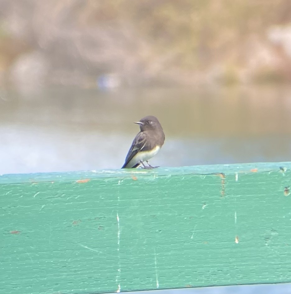 Black Phoebe - ML628737989