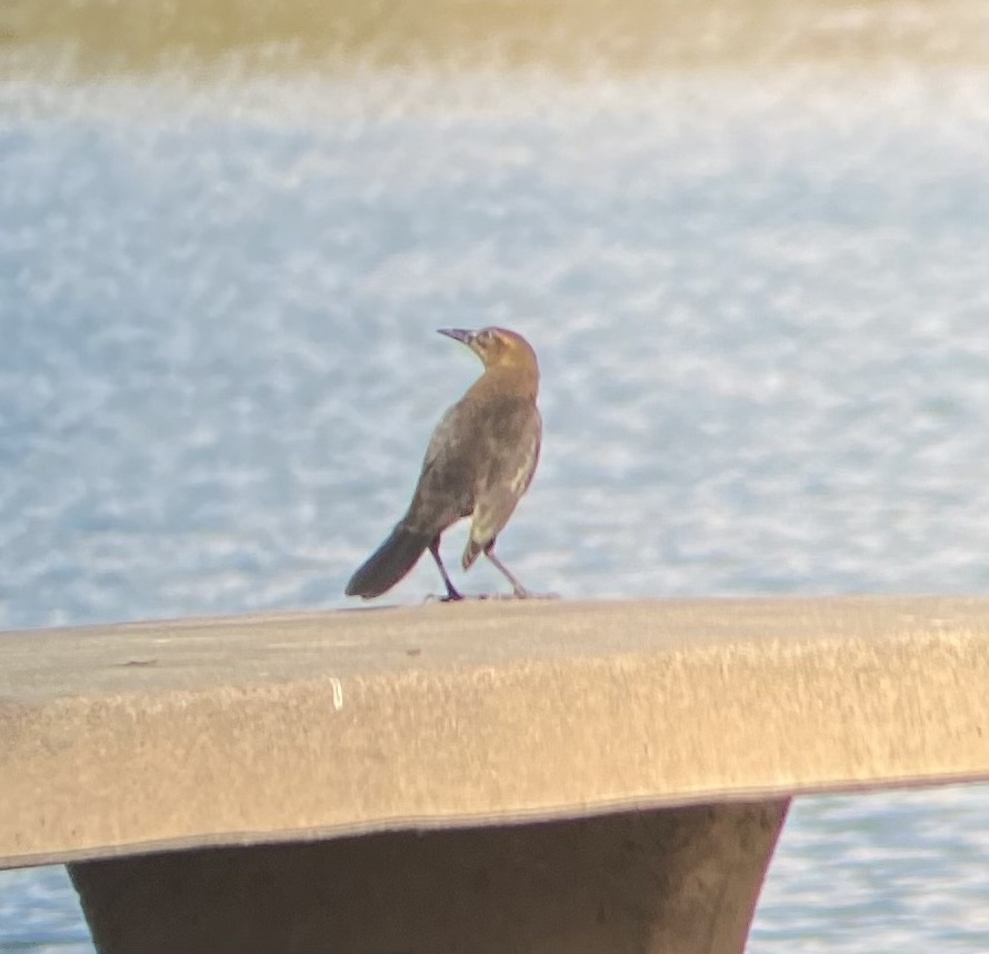 Great-tailed Grackle - ML628738045