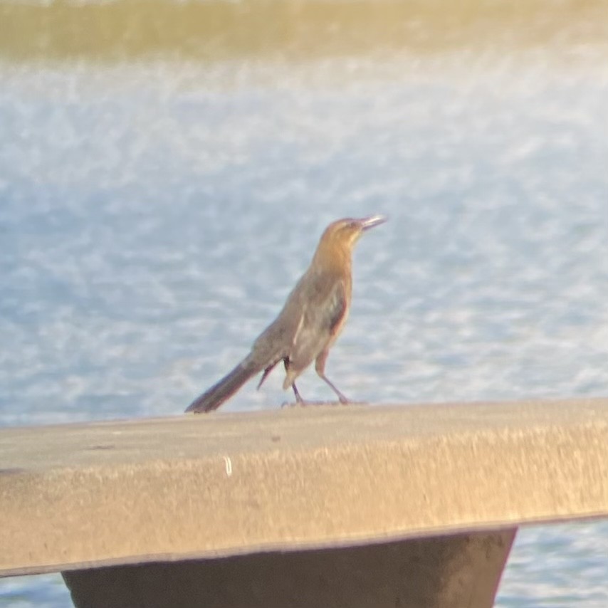 Great-tailed Grackle - ML628738046