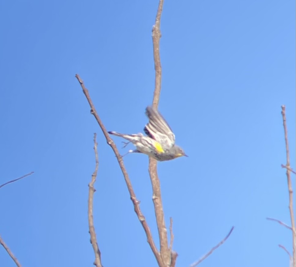 Yellow-rumped Warbler - ML628738052