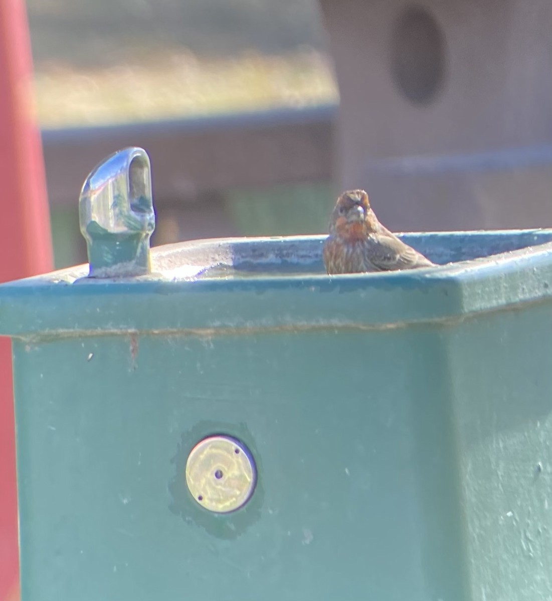 House Finch - ML628738059