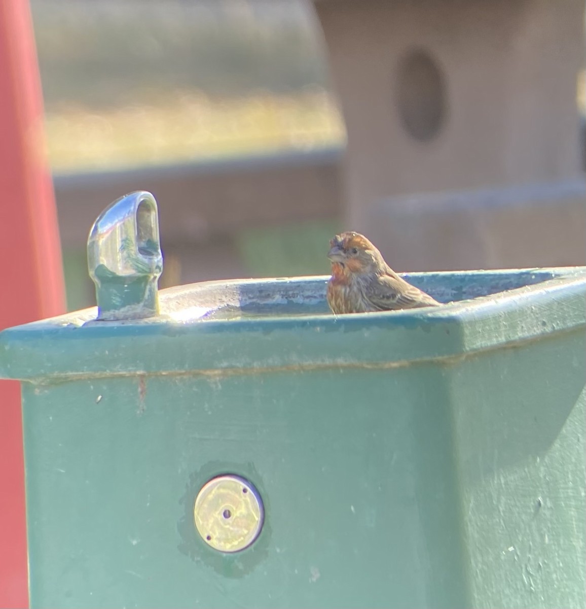 House Finch - ML628738060